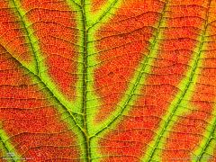 Tapeta National Geographic 215.jpg